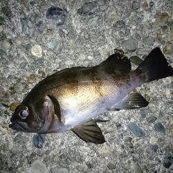 メバルパラダイス